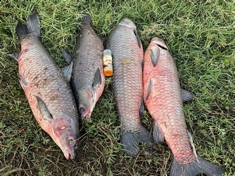 鯽魚愛喫何樣腥味魚餌引探討——魚餌中的吸引力竊析